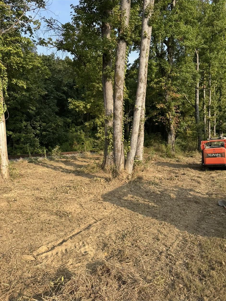 Understory cleared around mature hardwoods, track loader on site