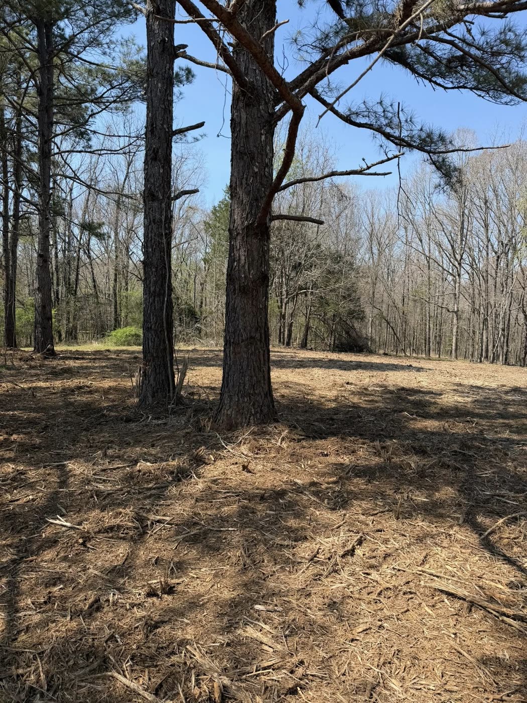 Pine stand with the underbrush mulched down to clean ground