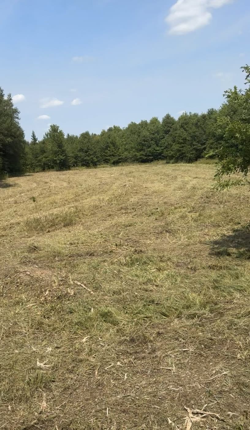 Open field cut back and reclaimed from overgrowth