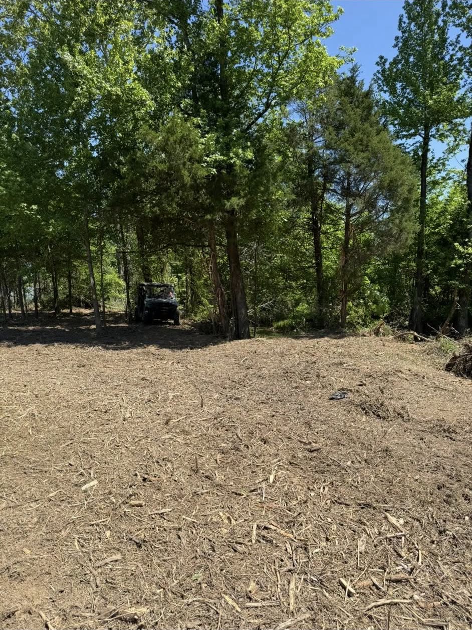 Homesite opened up among cedars and hardwoods