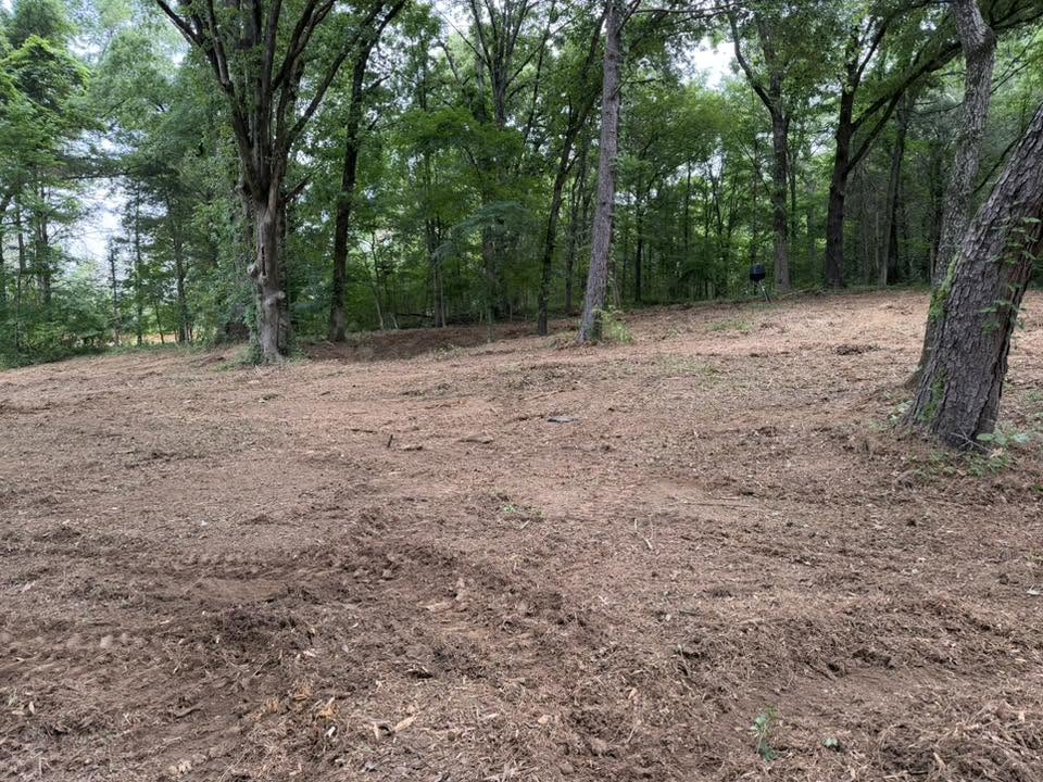 Cleared and cleaned ground under mature hardwoods