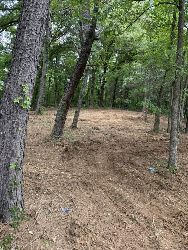 Trail cut through standing timber